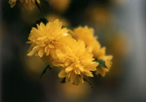 Blume